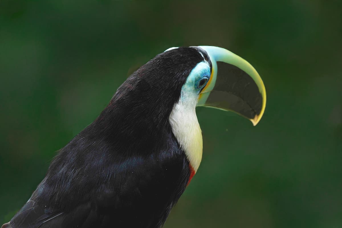 Tucán Pechiclaro / Ramphastos ambiguus. Foto Mauricio Oyala/VANGUARDIA