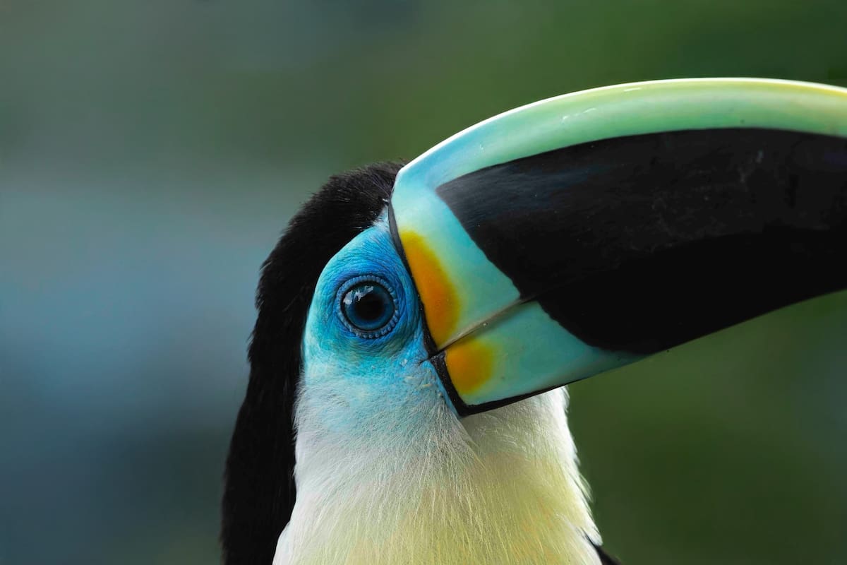 Tucán Pechiclaro / Ramphastos ambiguus. Foto: Mauricio Olaya/VANGUARDIA