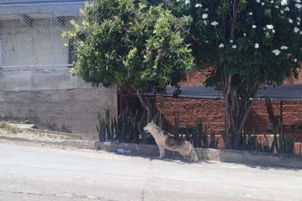 Vecinos denuncian presunto abandono de un perro y piden protegerlo en San Marcos. (Foto suministrada / VANGUARDIA)