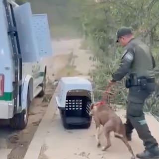 Rescatan a pitbull en condiciones de vulnerabilidad tras alerta por presunto maltrato en Bucaramanga