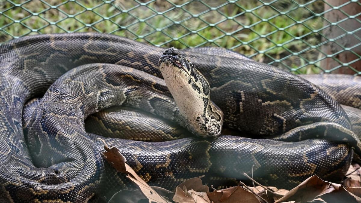 Terror en la selva: pitón derriba y estrangula a un granjero.