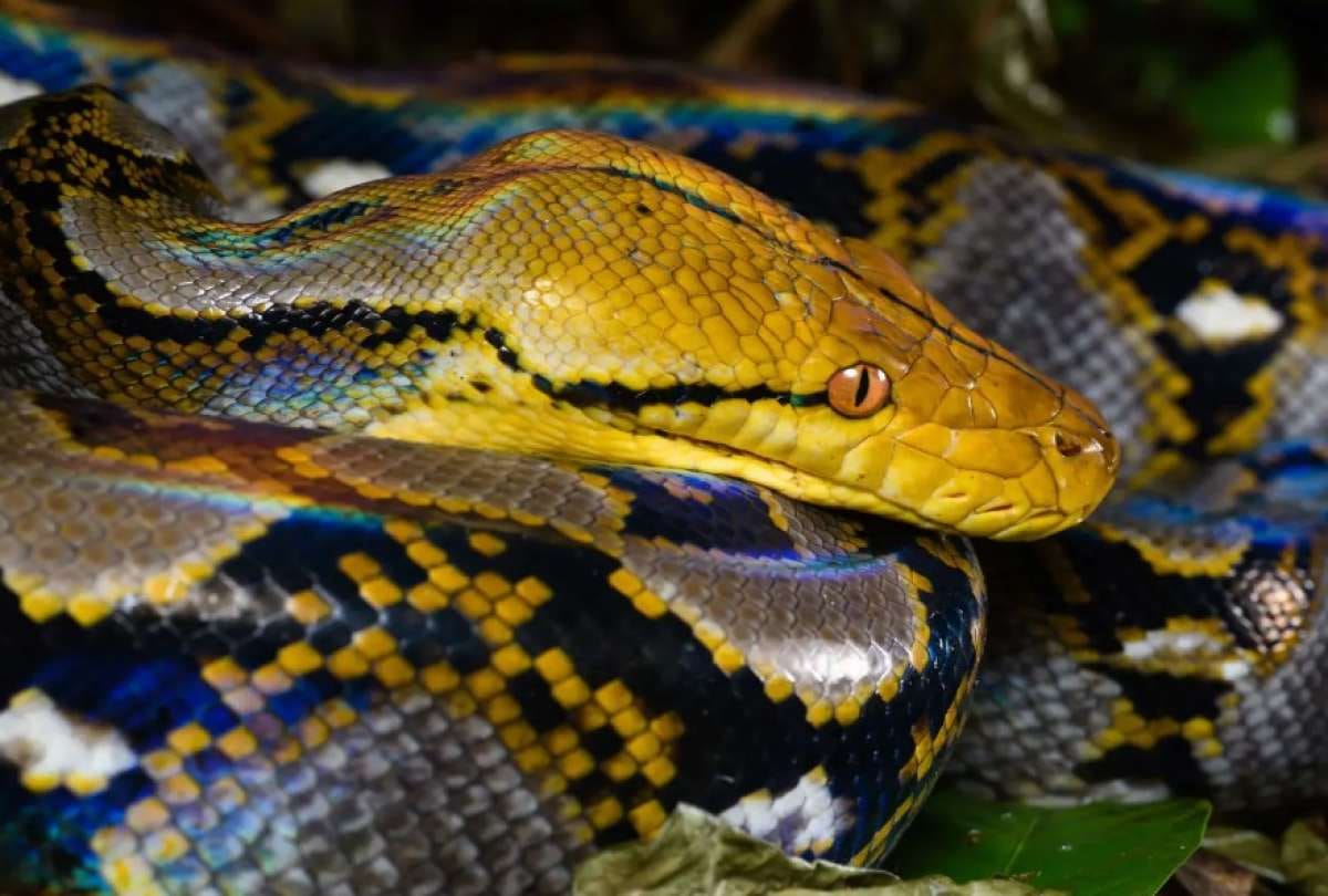 El fatal ataque de una pitón de siete metros contra un granjero en Indonesia.