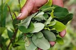 Ejército de Ecuador destruyó más de 100.000 plantas de coca en una semana cerca de la frontera con Colombia