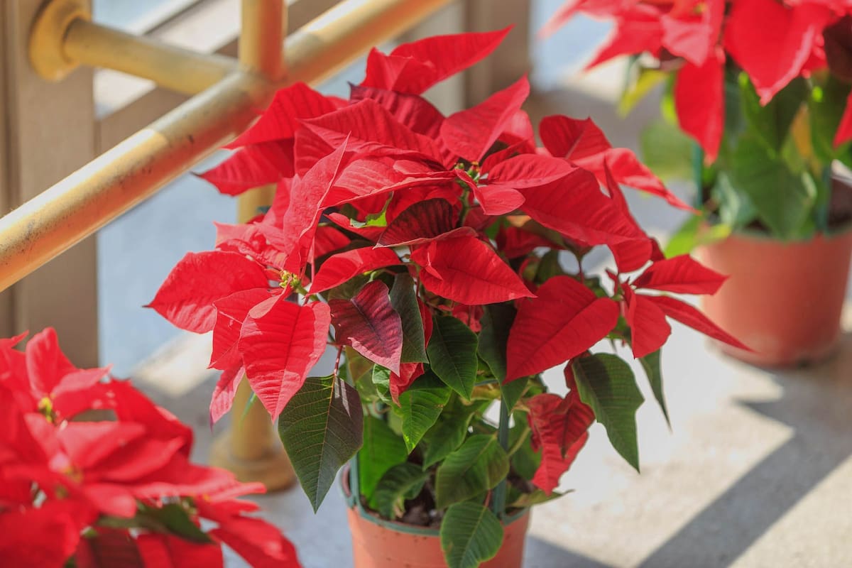 Plantas de Navidad que pueden afectar a las mascotas: cómo reconocerlas, sus riesgos y qué hacer ante una intoxicación. / Tomada de iStock