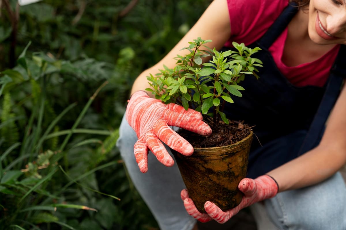 La iniciativa invita a reemplazar los tradicionales ramos de palma de cera por plantas vivas que luego pueden sembrarse y seguir creciendo.