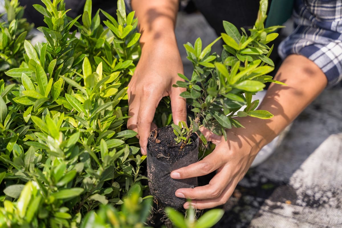 Ciudadanos recibirán plántulas y abono orgánico como parte de una campaña ambiental para fomentar la siembra y el cuidado de especies sostenibles.