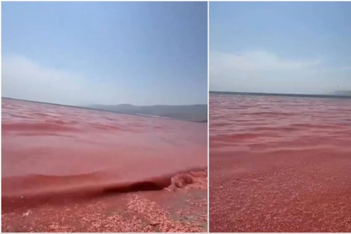 Una playa en Omán se transforma en una 'alfombra roja de muerte'.