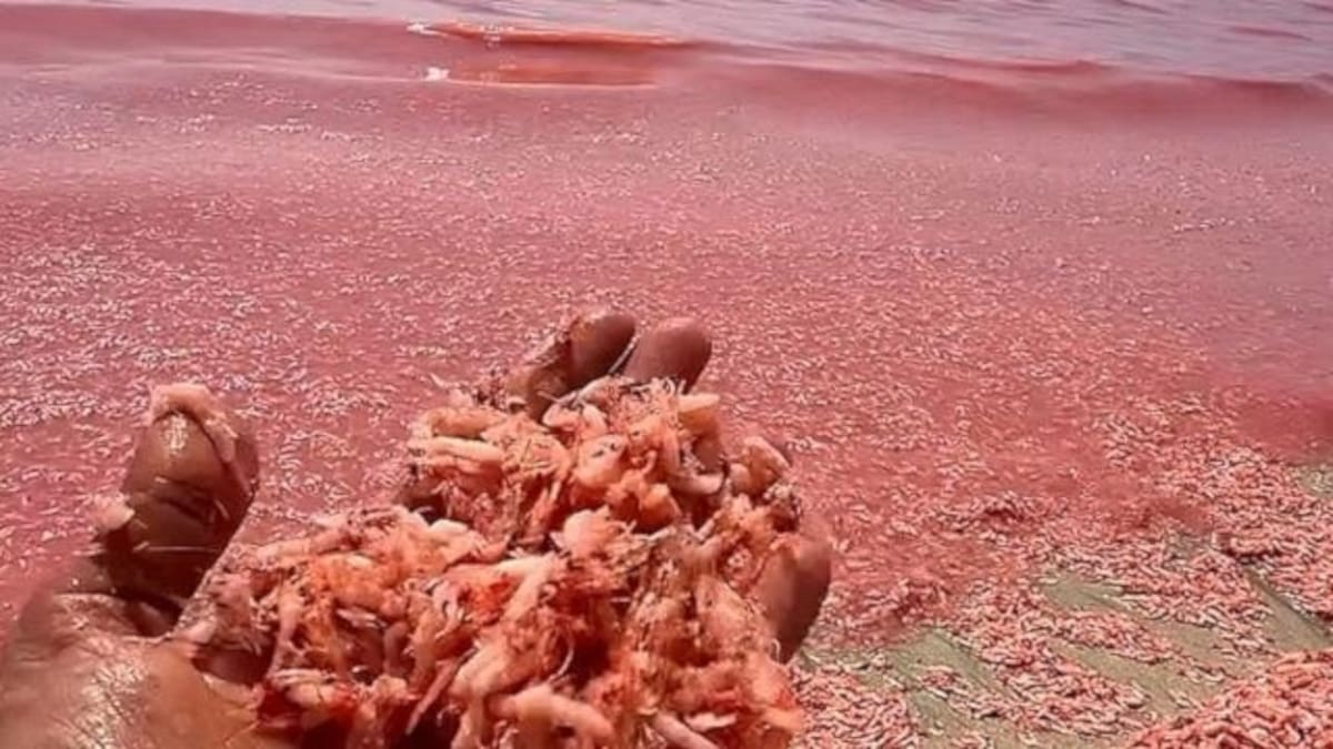 Las playas rojas de Mirbat en Omán se formaron tras la acumulación de miles de camarones y krill muertos en un fenómeno natural recurrente.