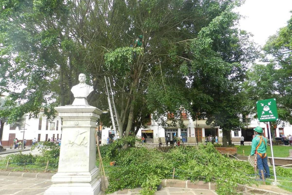 Personal de la empresa de acueducto y alcantarillado de San Gil, Acuasan, realizaron las respectivas podas a los árboles del parque principal. (Foto: Ana Rojas / VANGUARDIA LIBERAL)