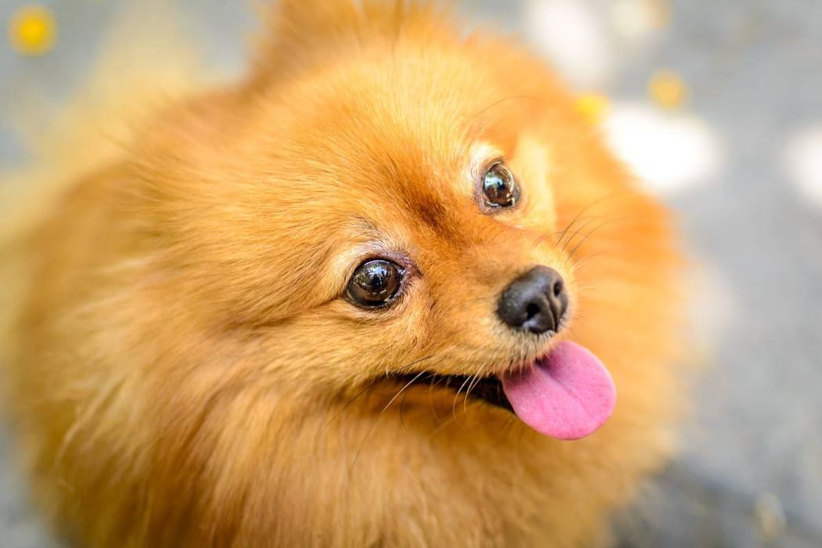 Pomeranian Dog Attentive Gaze