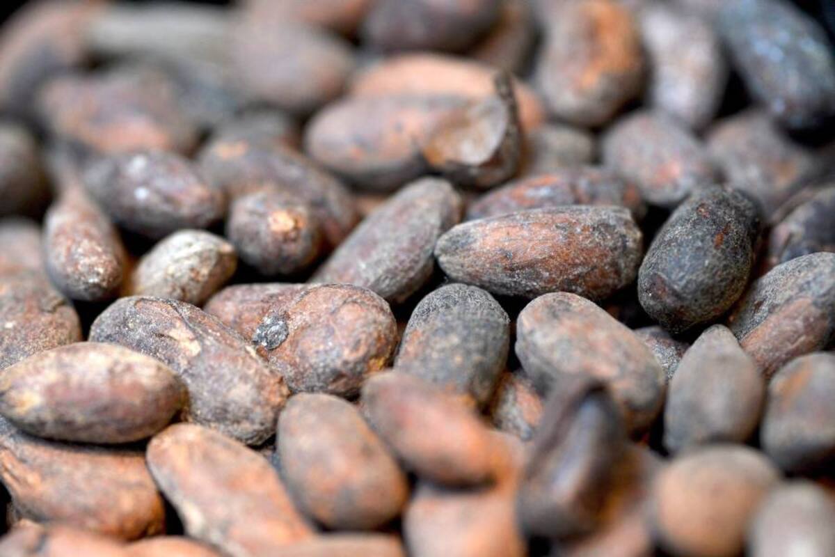 Según la Icco, hay un fuerte déficit en el mercado externo a la vez que se presenta una creciente demanda. Esos dos factores llevarán al repunte de los precios externos del cacao. (Foto: Archivo/VANGUARDIA LIBERAL)