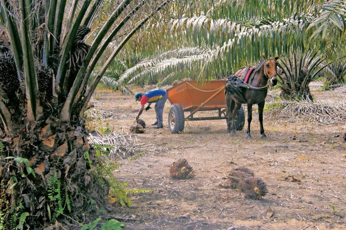 Frente a un posible paro agrario organizado por los palmeros, el directivo dijo que como van las cosas será así, porque el Gobierno solo escucha por las vías de hecho. (Foto: Archivo/VANGUARDIA LIBERAL)