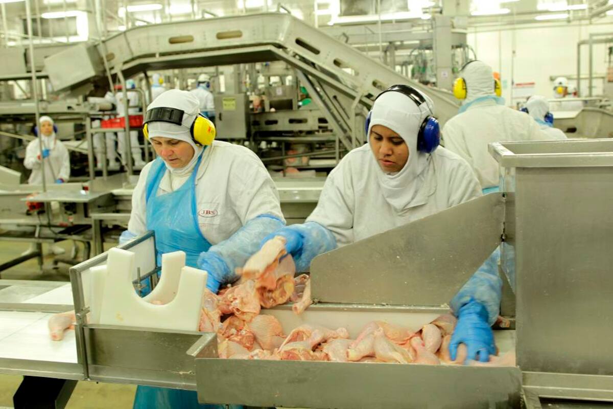 La avicultura de Santander produce 2.505 millones de huevos y 356 mil toneladas de carne de pollo anualmente, en 1.026 granjas. (Foto: Archivo/VANGUARDIA LIBERAL)