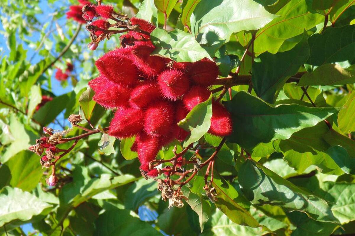 El achiote es una planta silvestre, rústica y de gran productividad. Debido a su versatilidad, se puede encontrar en todas las zonas del país. (Foto: Tomada de agro-revista.blogspot.com.co/ /VANGUARDIA LIBERAL)