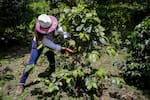 Convención Nacional Campesina advierte de retrocesos en la reforma agraria