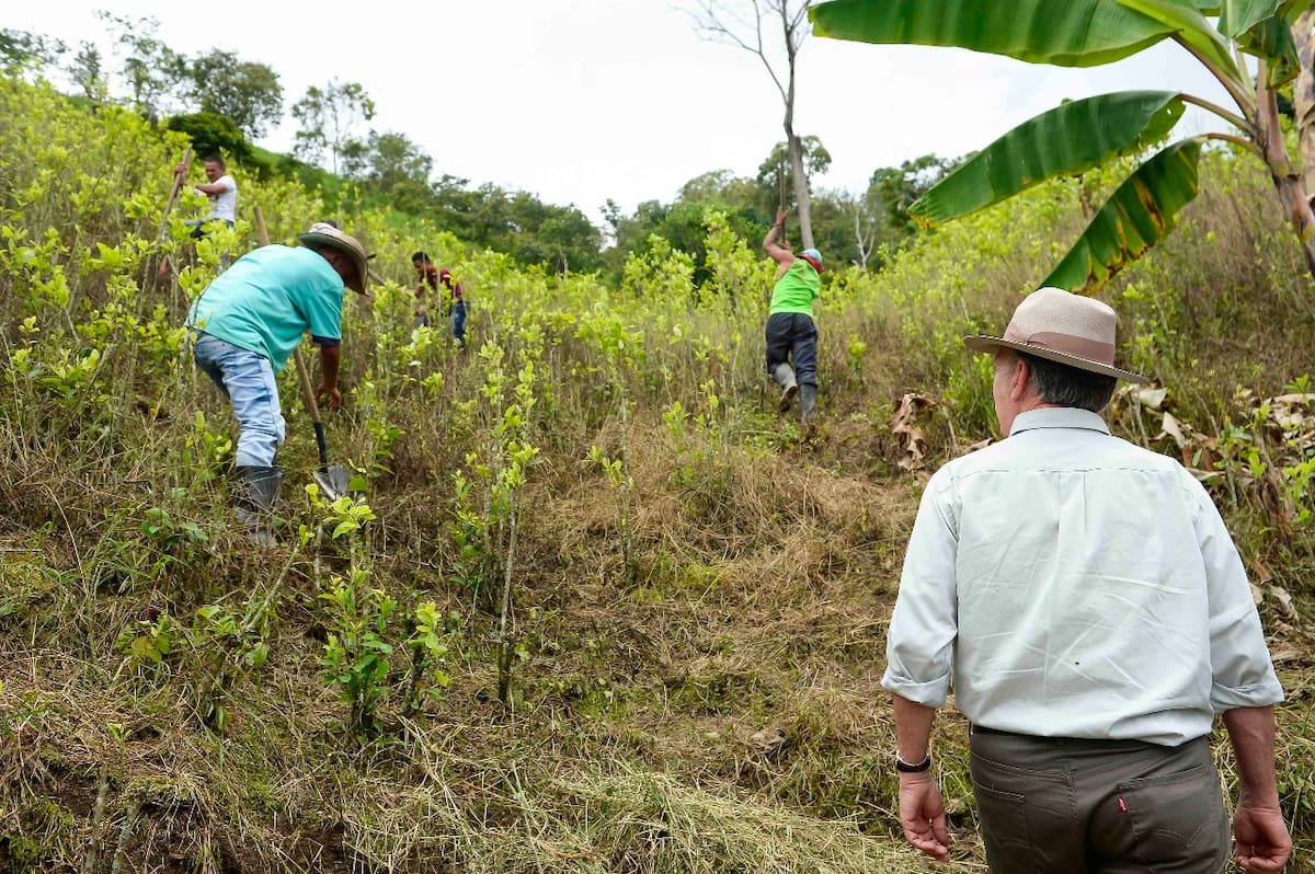 PNIS, EL PROGRAMA DE SUSTITUCIÓN DE CULTIVOS QUE SERÁ CLAVE EN EL CATATUMBO. // Foto: Colprensa.