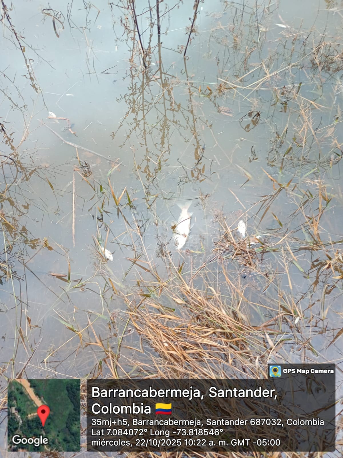 La emergencia ocurrida en octubre de 2025 ocasionó mortandad de peces.
Archivo/Suministrada/Vanguardia
