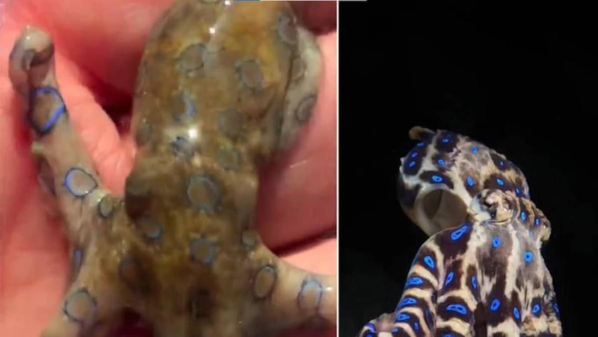 Un turista tocó un pulpo de anillos azules sin saber que su veneno no tiene antídoto.
