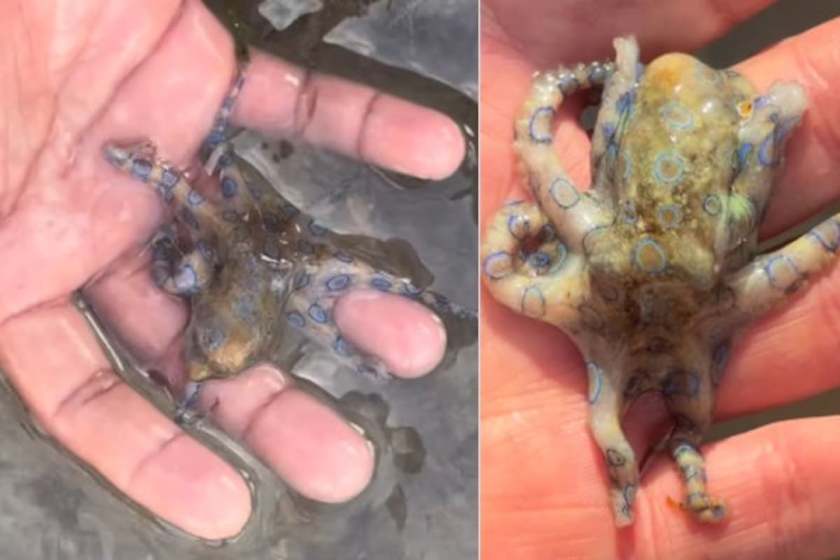 Un turista británico manipuló sin saberlo un pulpo de anillos azules en Filipinas. El video del encuentro con uno de los animales más venenosos del mundo se volvió viral.