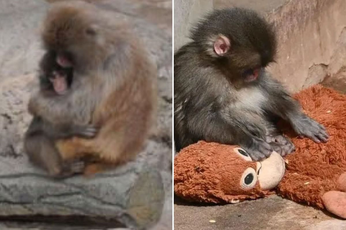 Punch, el mono que se volvió viral por permanecer aislado del resto del grupo, finalmente fue abrazado y acicalado por un macaco adulto por primera vez.