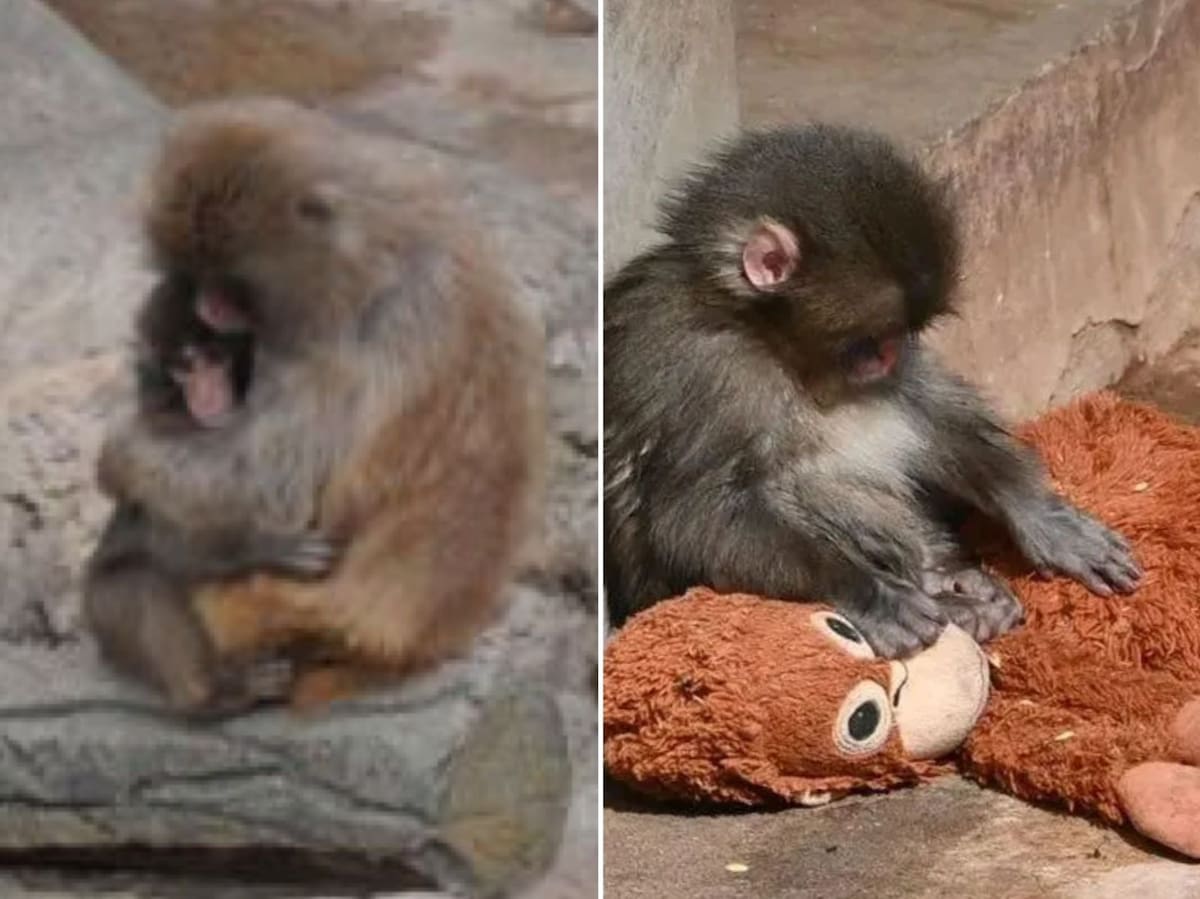 Punch, el mono que se volvió viral por permanecer aislado del resto del grupo, finalmente fue abrazado y acicalado por un macaco adulto por primera vez.