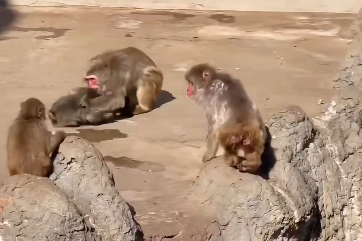 Punch, el monito rescatado, preocupa tras una pelea en su manada. Foto suministrada/VANGUARDIA