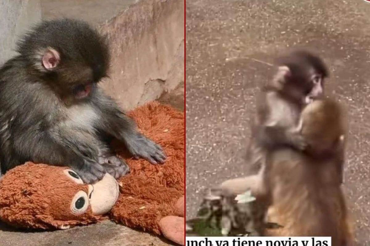 Punch vuelve a ser tendencia por sus muestras de cariño con una hembra llamada Momo-chan. // Foto: captura de video- ElBuni