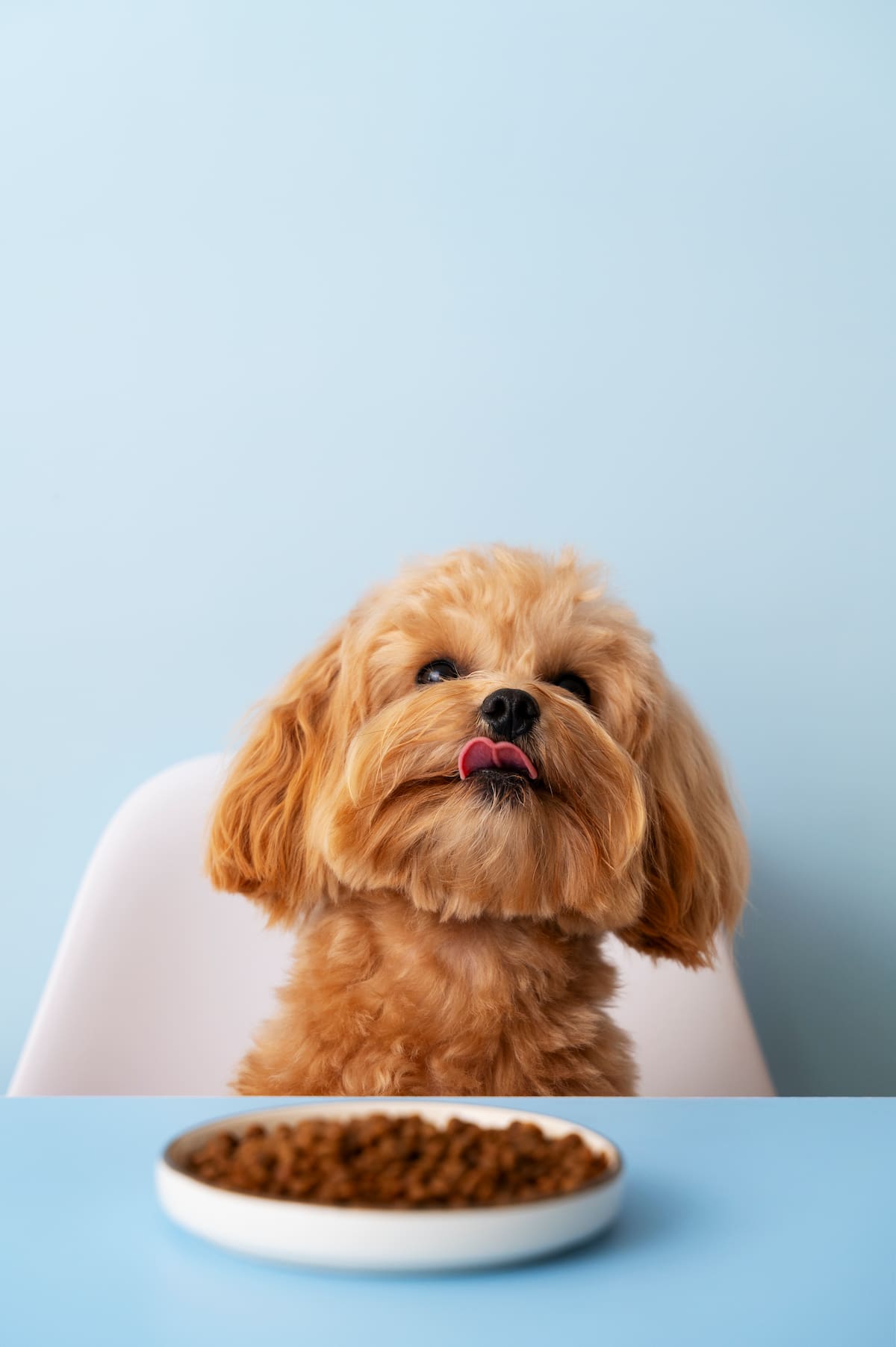 ¿Qué tan importante es el sabor de la comida para su perro o gato? | Tomada de Freepik/Vanguardia