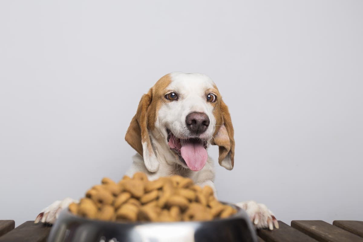¿Qué tan importante es el sabor de la comida para su perro o gato? | Tomada de Freepik/Vanguardia