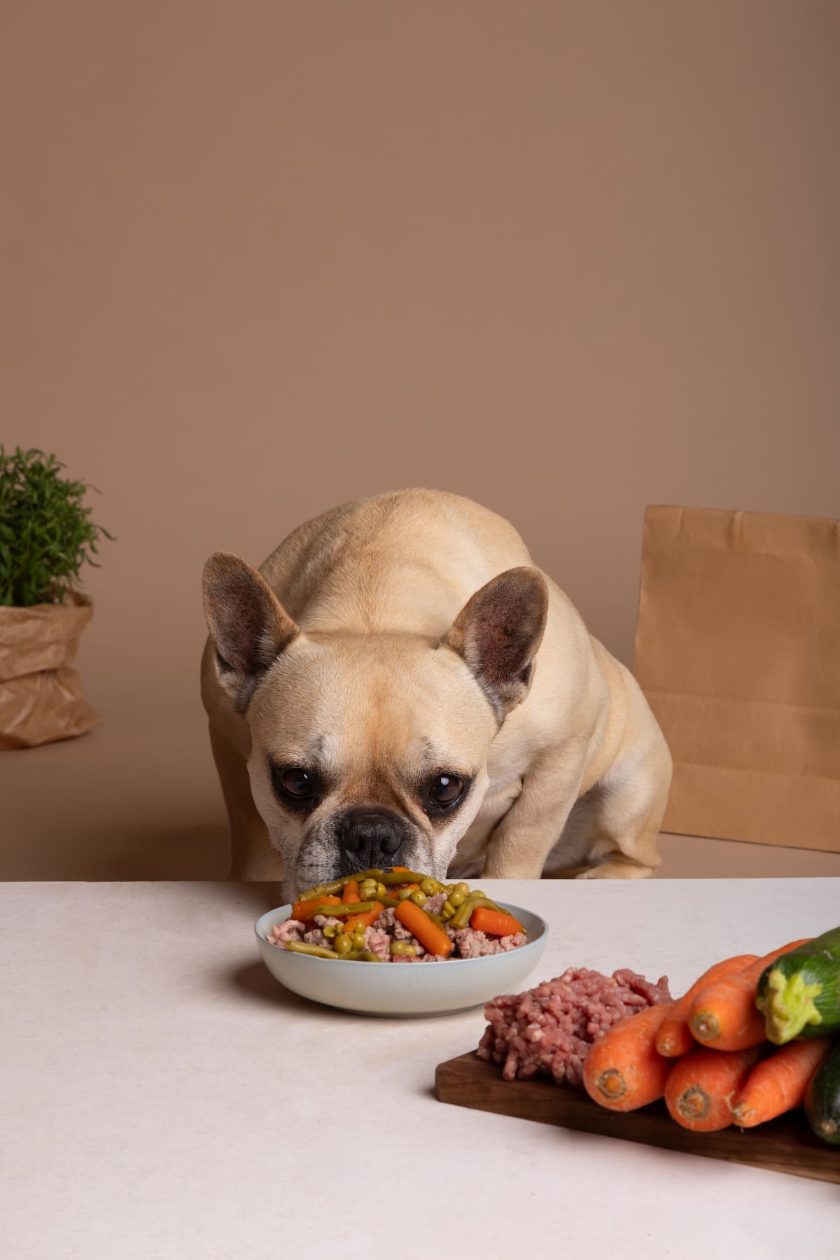 ¿Qué tan importante es el sabor de la comida para su perro o gato? | Tomada de Freepik/Vanguardia