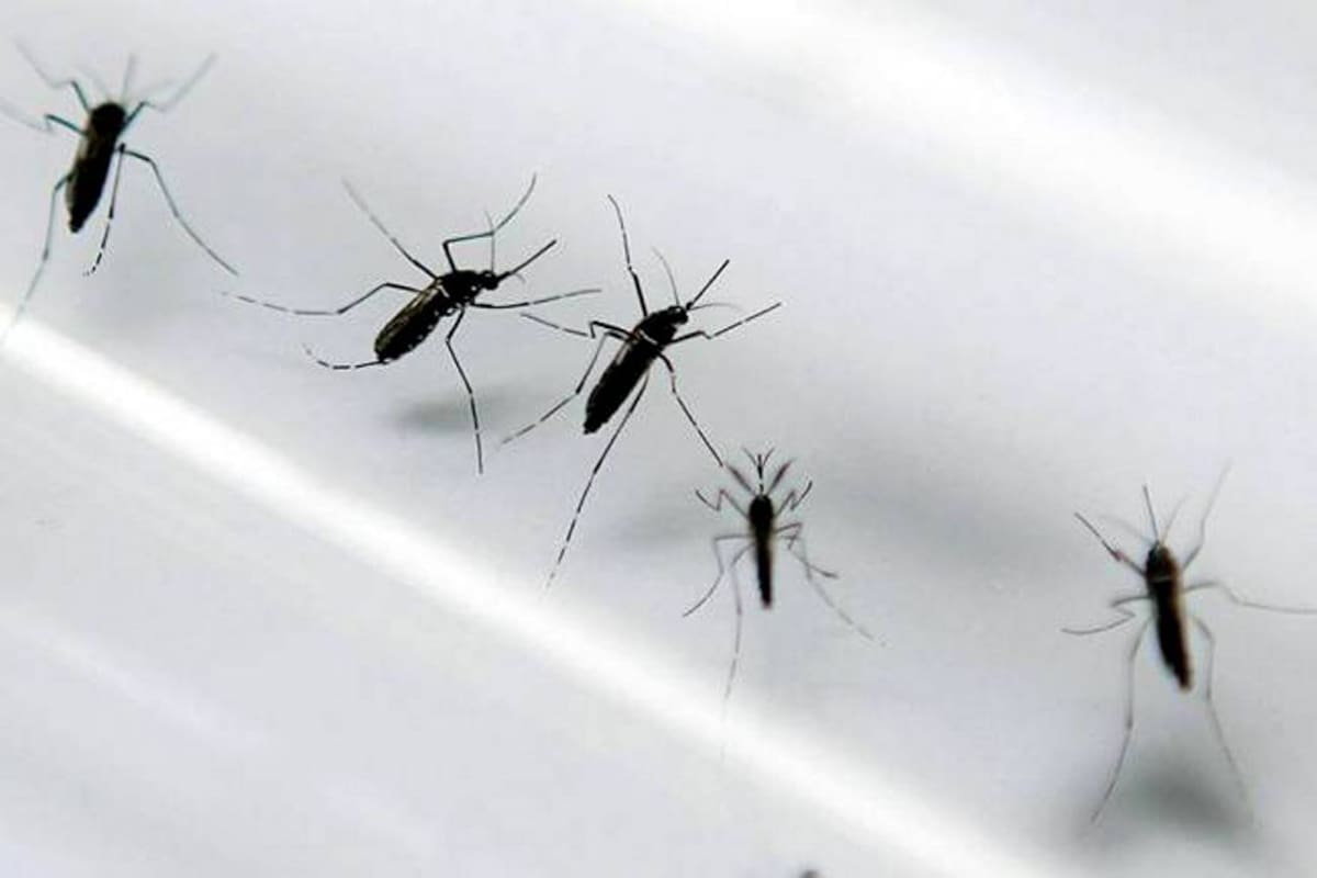 El Aedes Aegypti es el responsable de transmitir tanto el dengue como el el chikunguña y, ahora, el zika. (Foto: Archivo / VANGUARDIA LIBERAL)