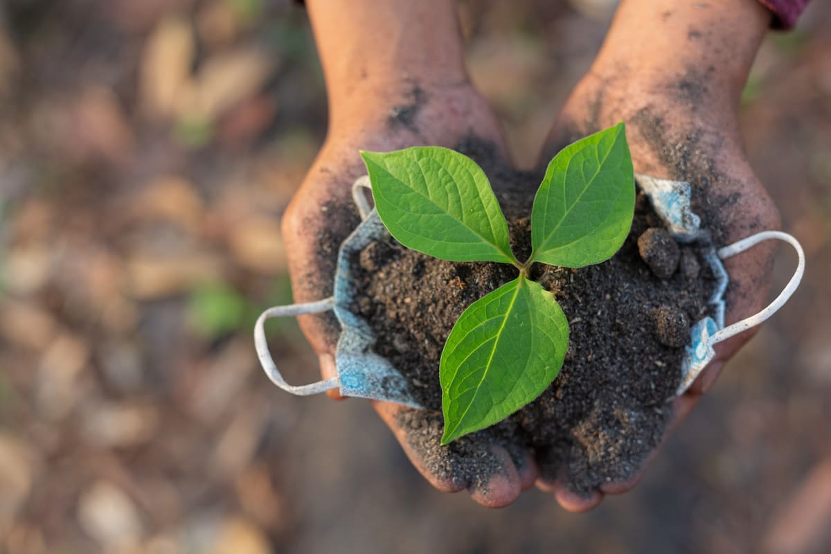 Si desea llevar un árbol a casa y contribuir al cuidado del ambiente, esta puede ser la oportunidad. Vanguardia y la CDMB entregará plántulas este jueves 19 desde de marzo.