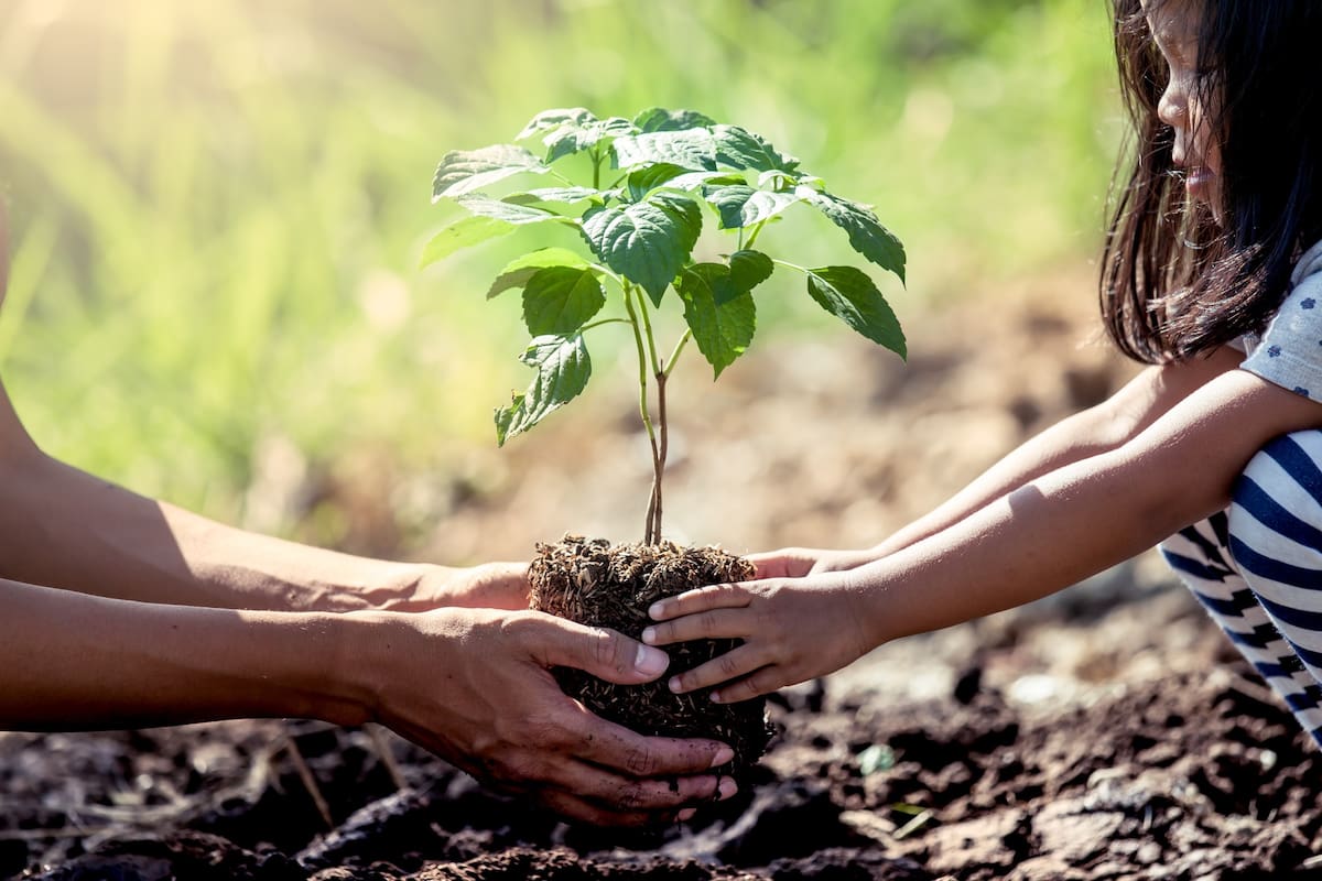 Si desea llevar un árbol a casa y contribuir al cuidado del ambiente, esta puede ser la oportunidad. Vanguardia y la CDMB entregará plántulas este jueves 19 desde de marzo.