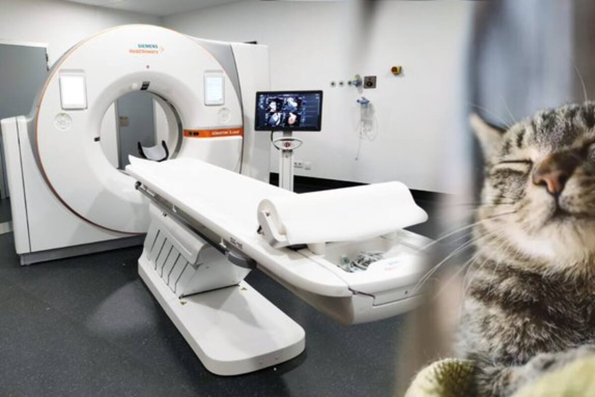 Radiólogo le hizo una resonancia a su gata en hospital donde trabaja en Italia.