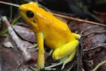 El animal más venenoso del mundo que habita en Colombia: puede matar a 10 hombres en segundos
