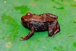 Estas son las dos nuevas especies de ranas diminutas descubiertas en Ecuador