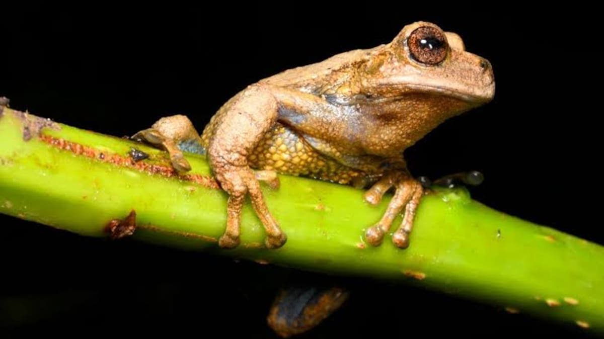 Una nueva especie de rana marsupial de color dorado-amarilla fue descubierta en los bosques de los Andes peruanos.