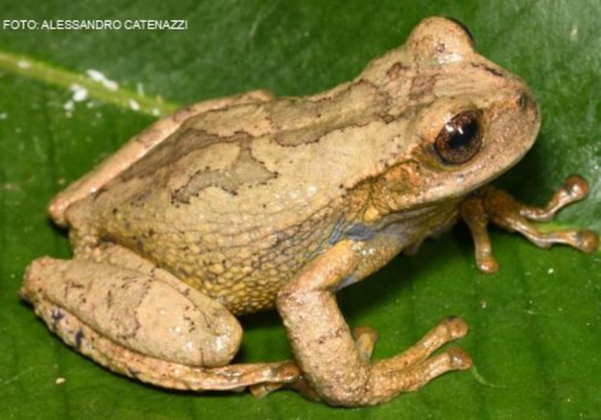 Descubren una nueva especie de rana marsupial de color dorado-amarillo en los Andes de Perú.