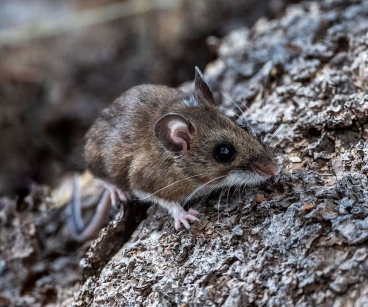 Hantavirus: síntomas, transmisión y alerta frente a esta enfermedad viral transmitida por ratas.