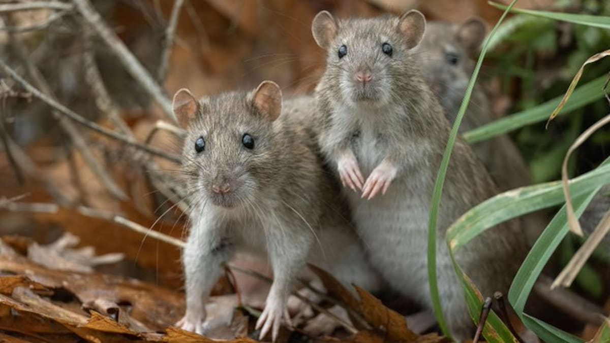 Un barco con cientos de pasajeros navega el Atlántico con un brote confirmado. La OMS lo acaba de certificar: al menos un caso de hantavirus entre los viajeros.