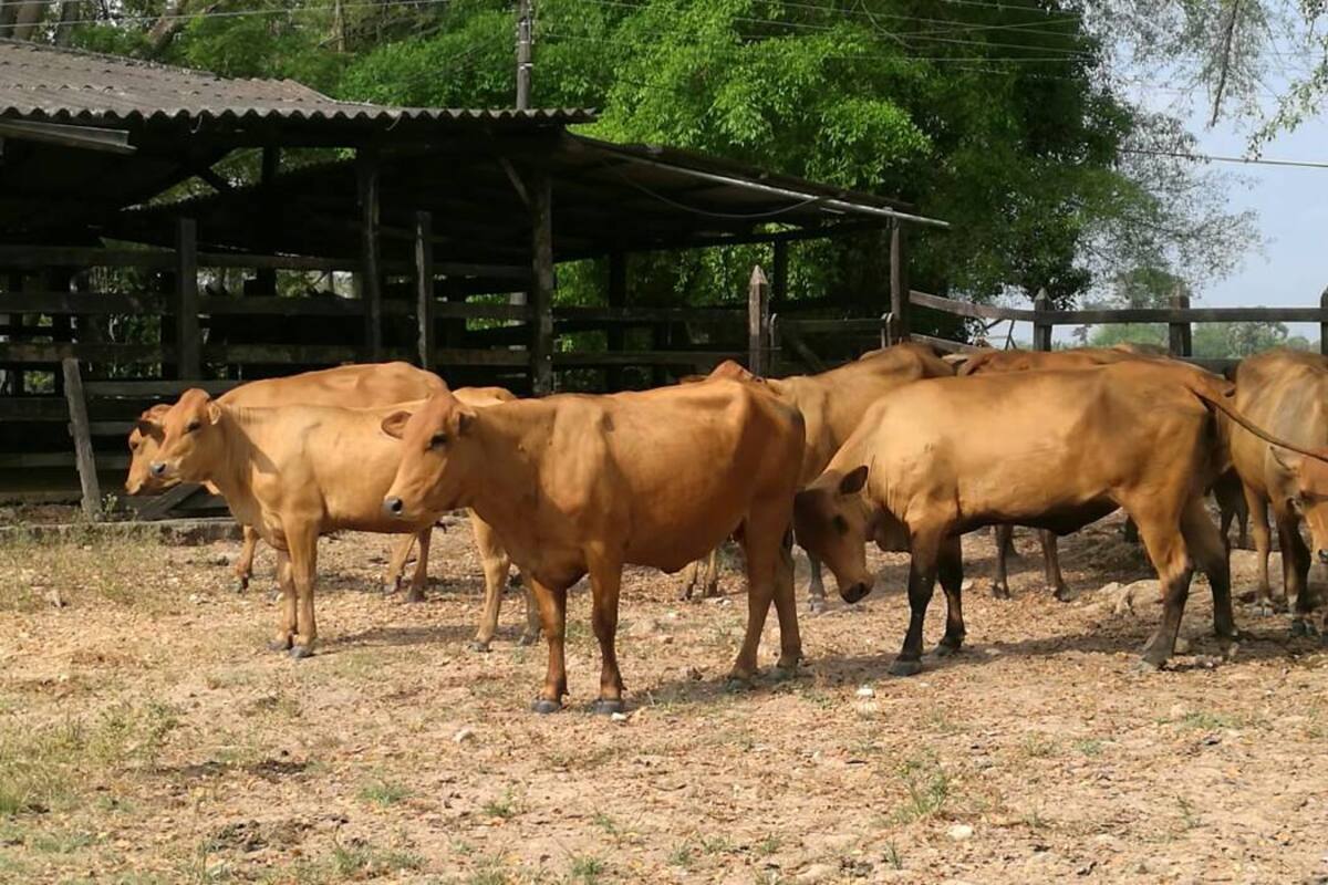 Los terneros que nazcan por este procedimiento serán evaluados por la ganadería Manzanares y Unipaz. (Foto: Cortesía / VANGUARDIA LIBERAL)
