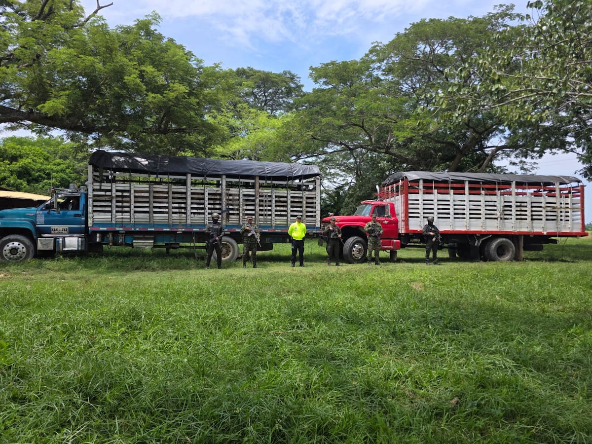 Recuperan 34 reses hurtadas en Sabana de Torres: estaban en una finca de Rionegro, Santander