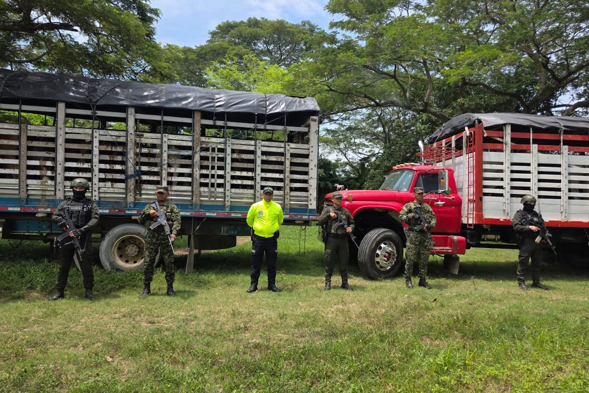 Recuperan 34 reses que habían sido hurtadas en Sabana de Torres y estaban en una finca de Rionegro