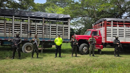 Recuperan 34 reses que habían sido hurtadas en Sabana de Torres y estaban en una finca de Rionegro