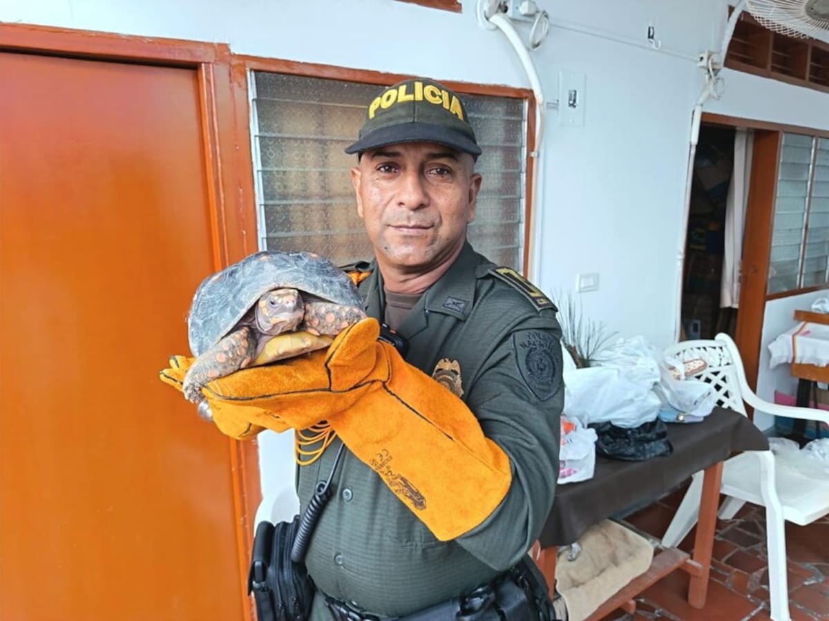 Rescate de animales silvestres.