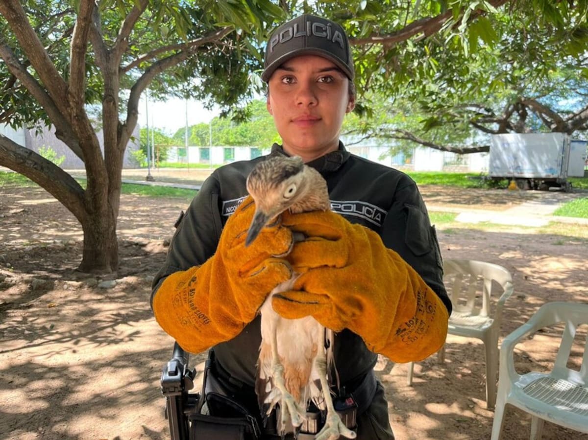 Rescate de animales silvestres.