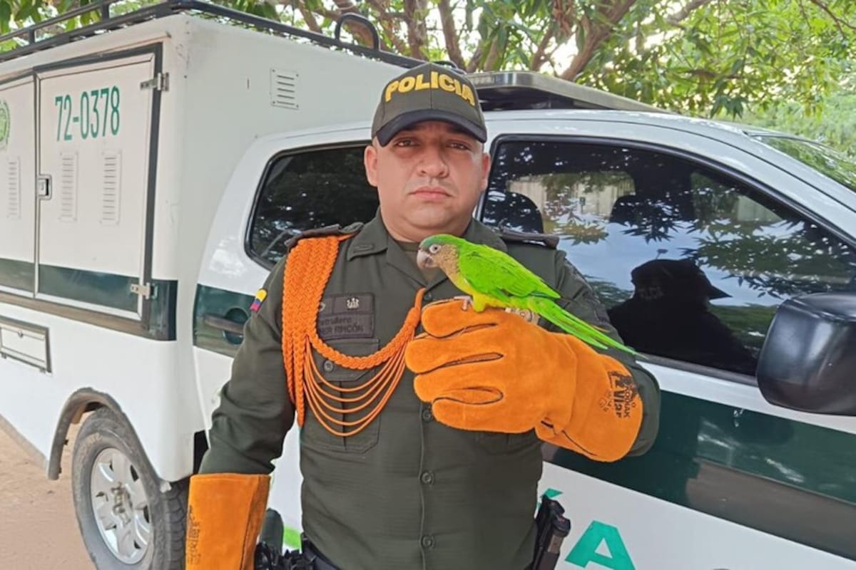 Rescate de animales silvestres.