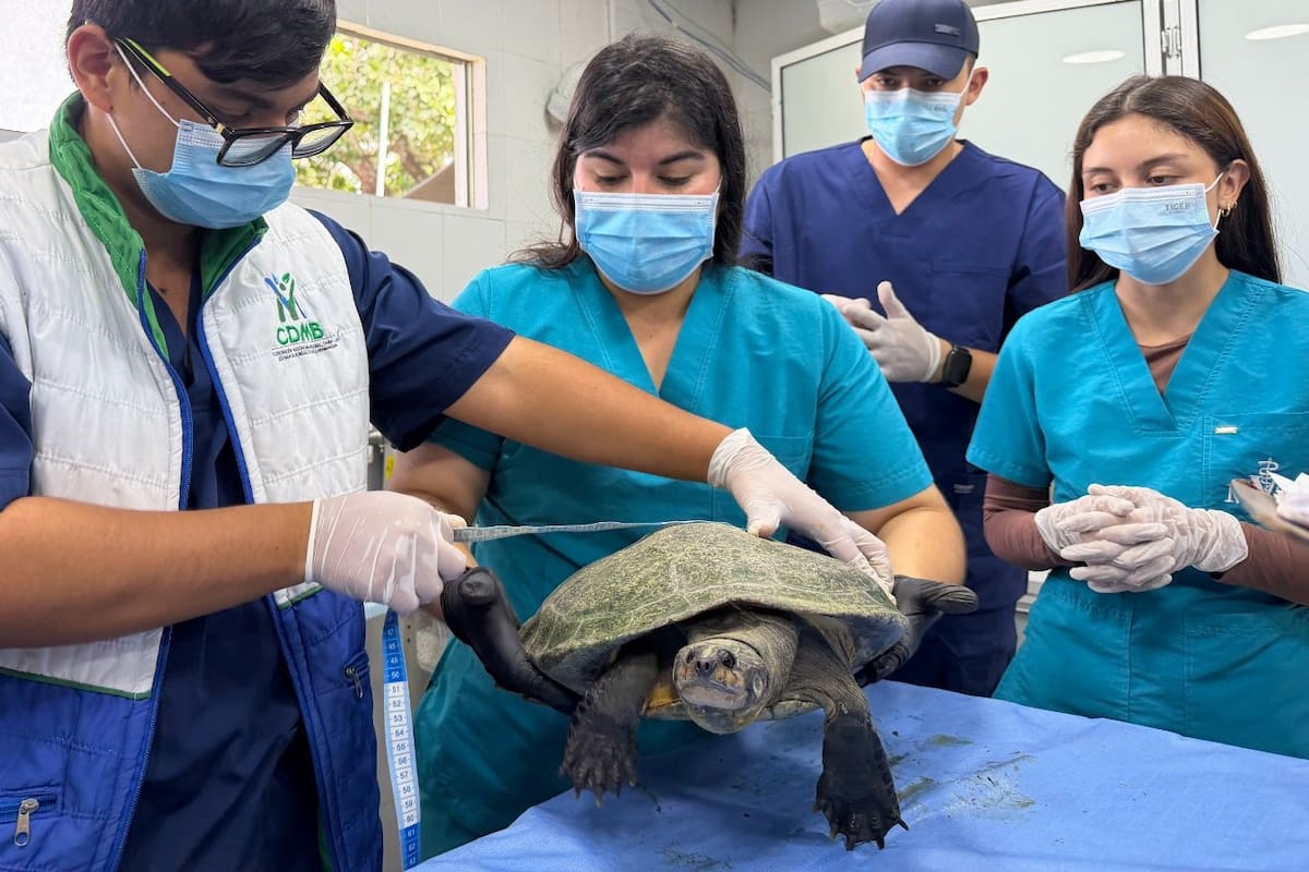 La CDMB y la Escuela de Biología de la Universidad Industrial de Santander rescataron 19 tortugas que regresarán a su hábitat natural. Foto: X @CARCDMB