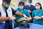 ¡Regreso a la libertad!: 19 tortugas rescatadas en la UIS regresaran a su hábitat natural