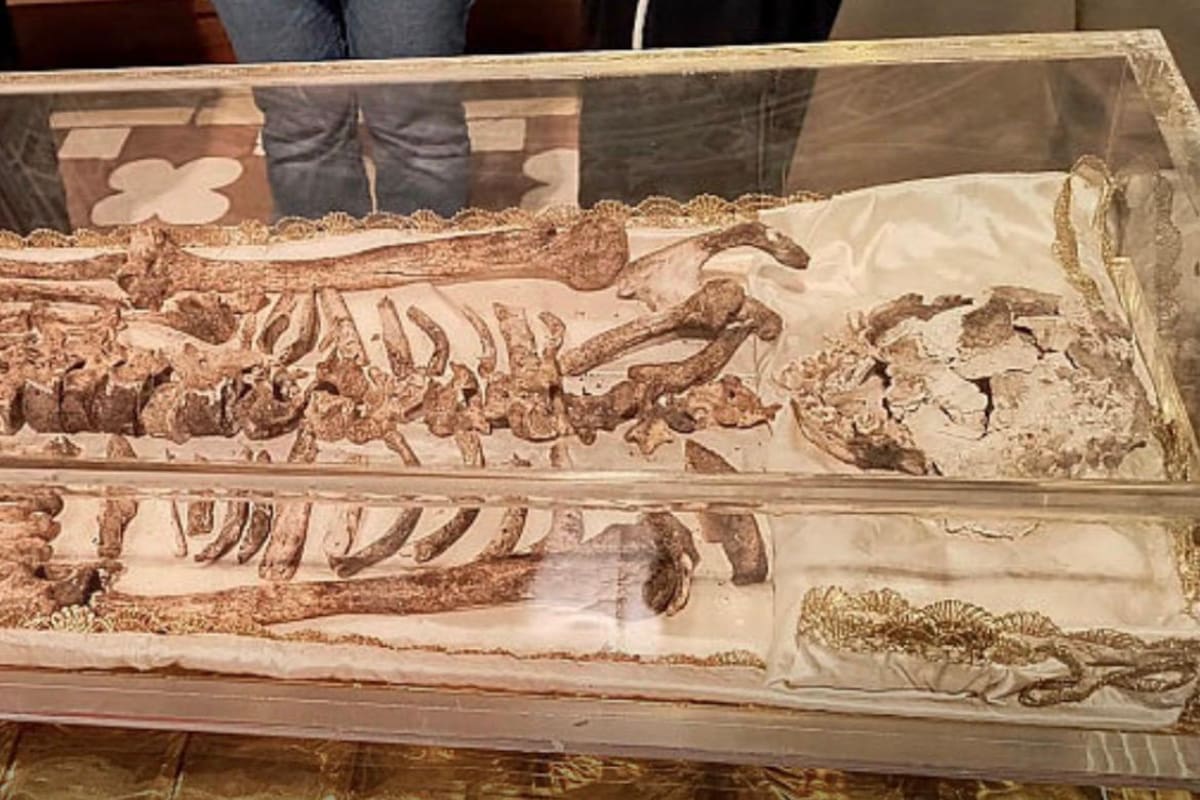Por primera vez, la Iglesia Católica exhibe los restos de San Francisco de Asís.